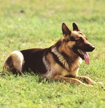 Evento é para cães (foto: Divulgação)