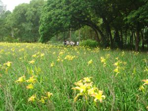 Parque do Ibirapuera (foto: Divulgação)