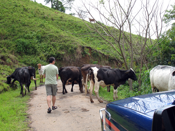 Espantando o gado para poder chegar (foto: Arquivo pessoal/ Raul Guastini)