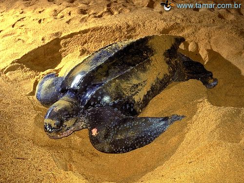 Tartaruga gigante: a mais ameaçada do Brasil. (foto: Arquivo Projeto Tamar)