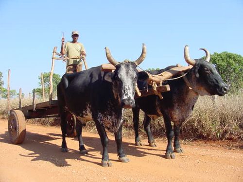 Carros de boi são uma constante no caminho. (foto: Jurandir Lima)