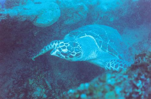 Tartaruga gigante: espécie ameaçada de extinção em Galápagos. (foto: Raul Guastini.)