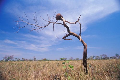 Área do parque vai aumentar para 231 mil ha. (foto: Jurandir Lima/ TrilhasTrilhas)