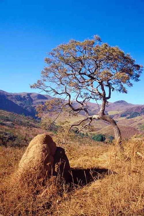 Árvore do cerrado retrata região onde será realizada a prova. (foto: Jurandir Lima/ TrilhasTrilhas)