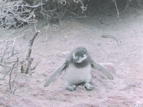 Pingüim em Punta Tombo / Argentina (foto: Fabio Zander)