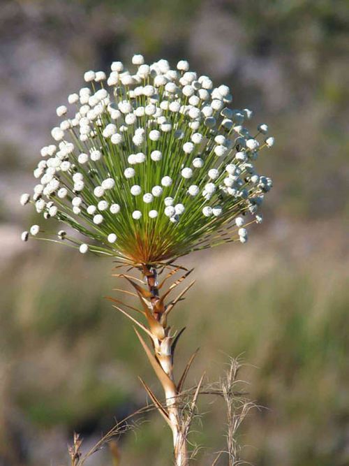 Flor típica da Serra do Cipó. (foto: Divulgação)