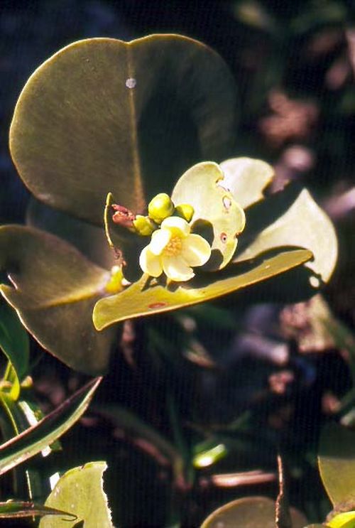 Candomba é outra flor da região (foto: Jurandir Lima/  www.trilhasetrilhas.tur.br)