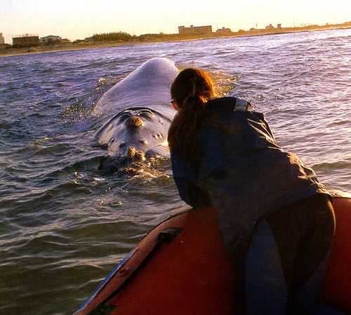 Estudo vai ajudar na preservação das baleias (foto: Free Way Adventures)