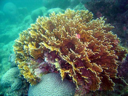 Corais tropicais são mais comuns e mais estudados (foto: Adilson Policichio)