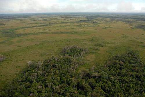 Cerrado amazônico (foto: Divulgação/ IBAMA)