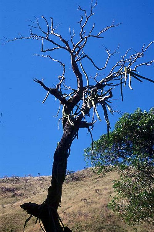 Cerrado é o segundo bioma brasileiro (foto: Jurandir Lima)