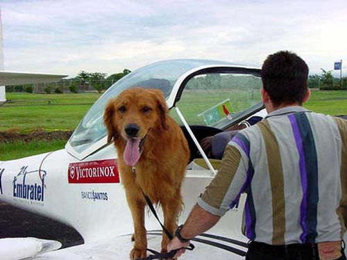 Cão farejador se divertindo a bordo  Libéria  Costa Rica (foto: )