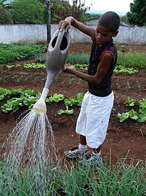 Horta (foto: Brasil Solidário)