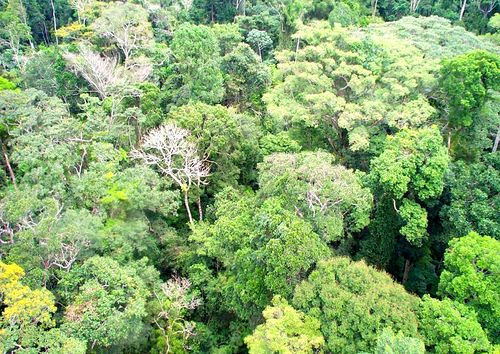 Vista aérea da Floresta Amazônica (foto: MMA)