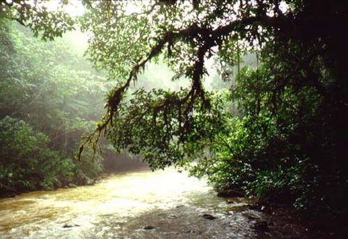 Floresta Amazônica em Manaus (foto: Divulgação)