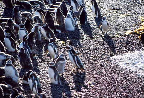 Fauna é um dos principais espetáculos da Patagônia  destaque no Sportv (foto: João Paulo Lucena)