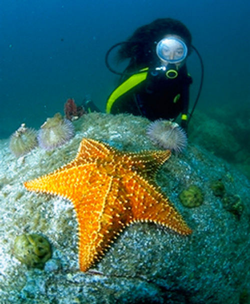 O fundo do mar de Paraty (foto: Alcides falanghe/ Scuba)