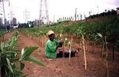 Você também pode ser voluntário (foto: Arquivo/Secretaria do Meio Ambiente)