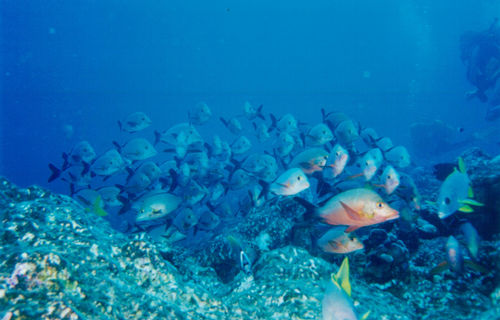 Aprecie e conserve as belezas do fundo do mar. (foto: Marcos Rabinovich)