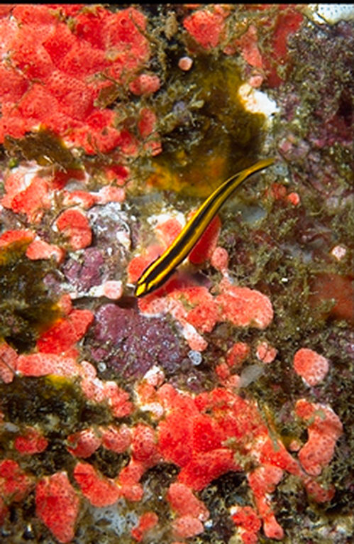 A riqueza submarina da Laje de Santos. (foto: Alcides Falanghe / Scuba)