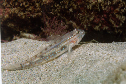 Linguados e outros animais bentônicos são comuns no fundo arenoso (foto: Osmar José Luiz Júnior)