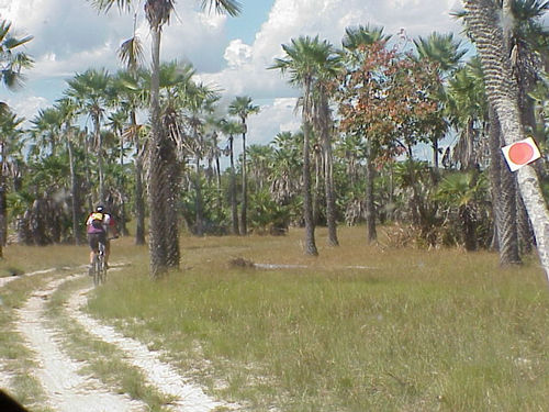 Floresta de Carnaúbas (foto: Samir Souza / Webventure)