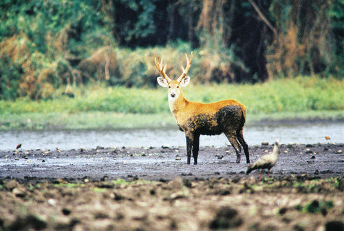 Objetivo do GT é o turismo sustentável no Pantanal. (foto: Arquivo Destino Aventura)