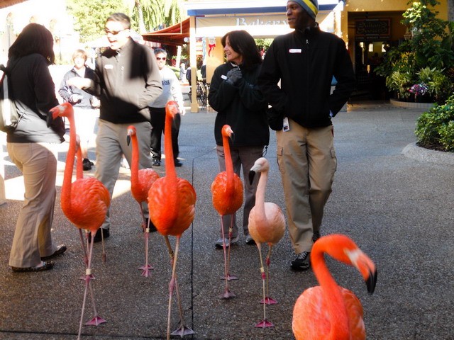 Flamingos caminham pelo Busch Gardens (foto: Bruna Didario/ www.webventure.com.br)