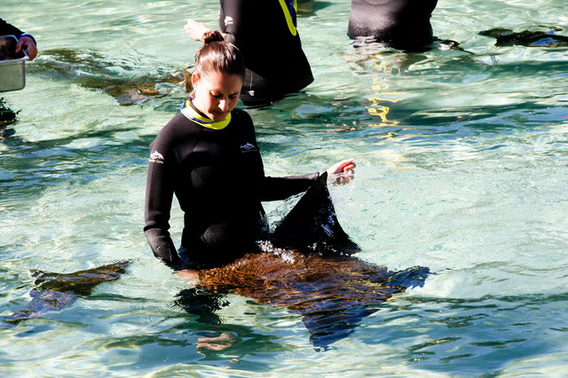 Animais dóceis respeitam os treinadores e visitantes (foto: Bruna Didario/ www.webventure.com.br)