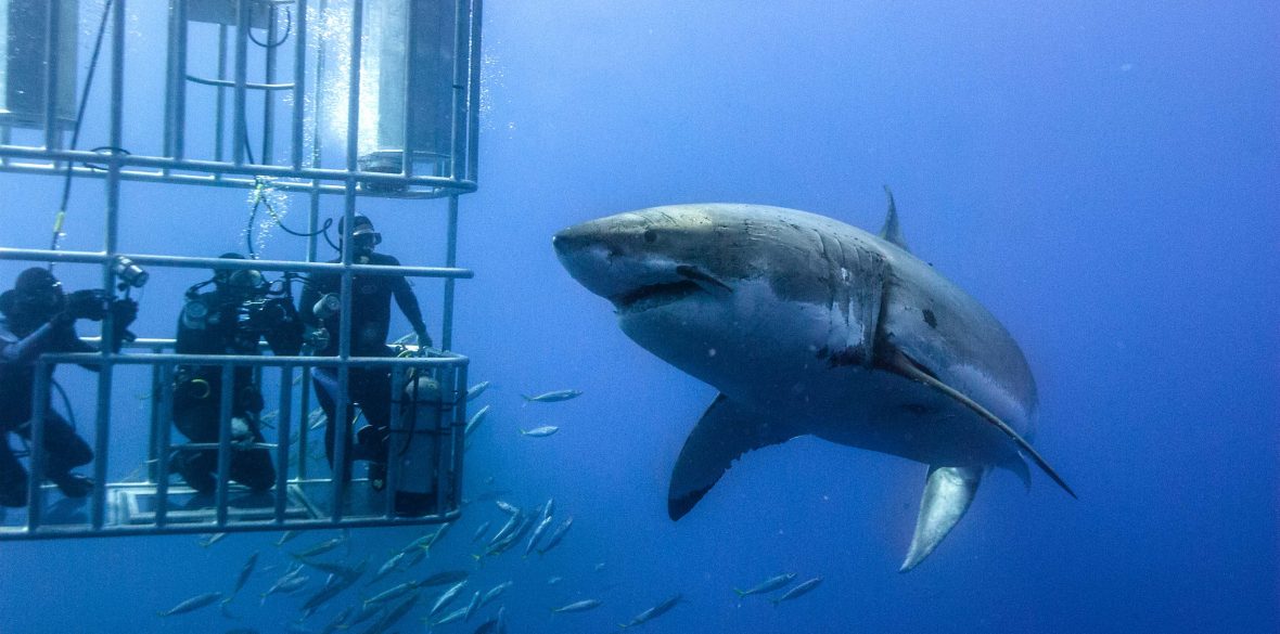 Tem coragem? Os cinco melhores lugares para mergulhar com tubarões